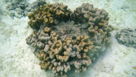 Valentine Heart Coral