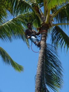 Kauai Coconuts