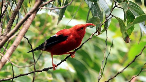 Bird Watching on Kauai