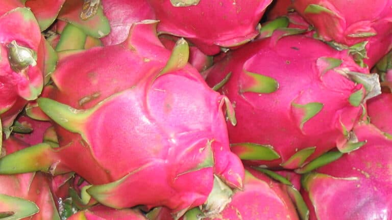 Kauai Dragon Fruit