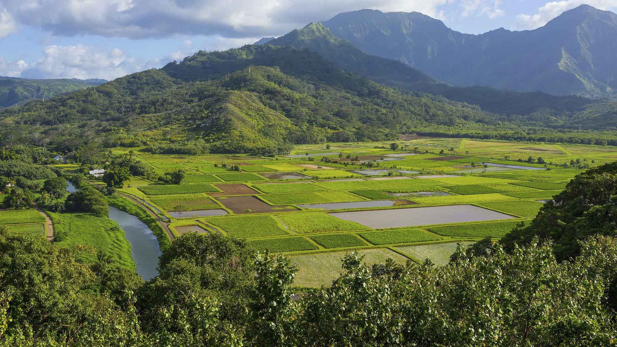 Taro Fields of Hanalei - Parrish Kauai
