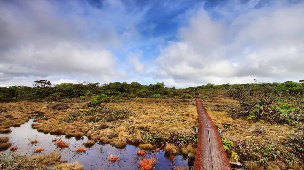 24774819 - alakai swamp trail in kauai island, hawaii