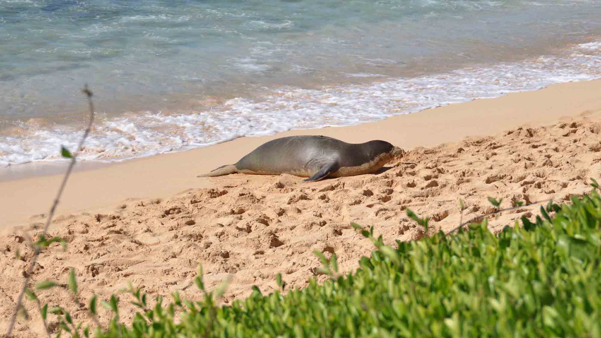 Monk Seal on Beach