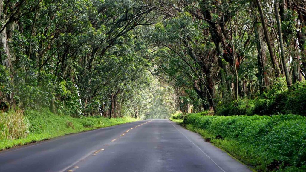 Tree Tunnel - South Shore Kauai