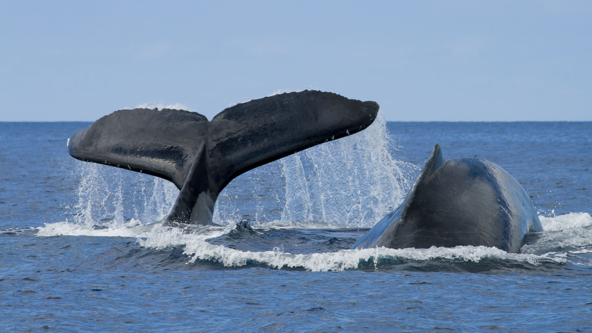 Whales on Kauai