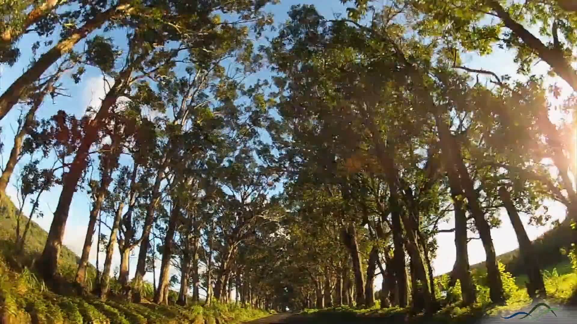 Parrish Kauai Videos | Scenic South Shore Kauai Tour