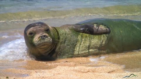 Hawaiian Monk Seal is Unofficial Mascot of Poipu Beach