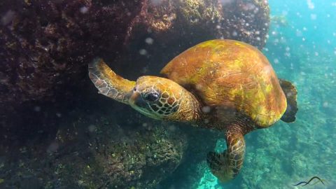 Hawaii Turtles On Your Kauai Vacation