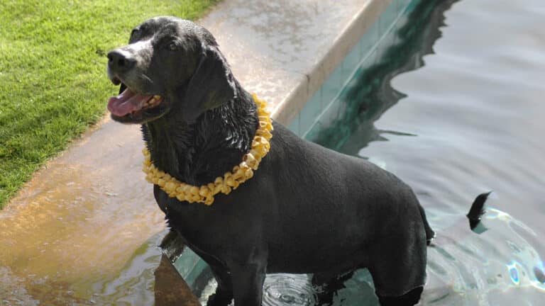 Parrish Kauai Mascot