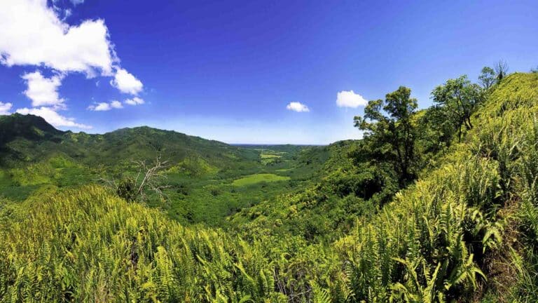 Powerline Trail - Parrish Kauai