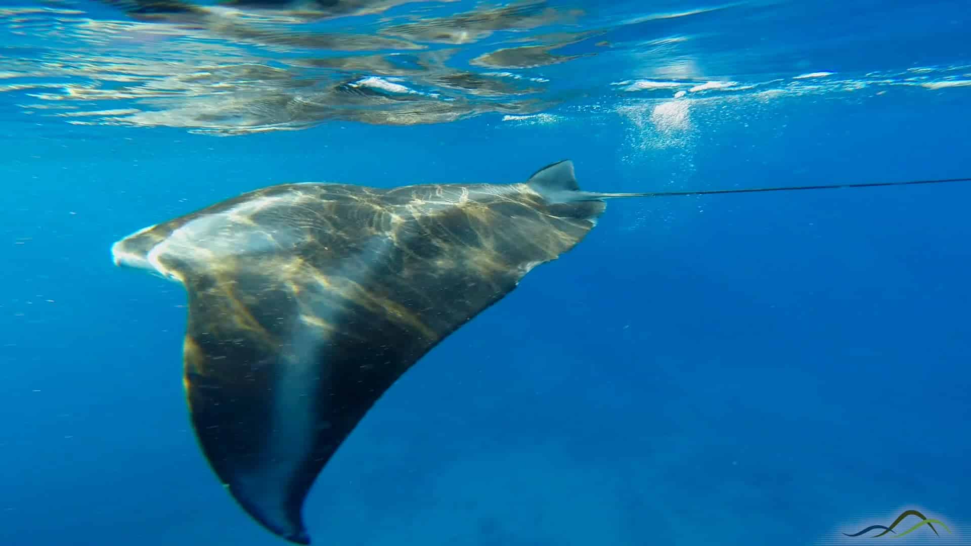 Manta Rays Glide Near Poipu Beach Rentals