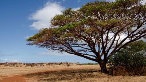 14552058 - beautiful pod tree gives shades near russian fort elizabeth, kauai
