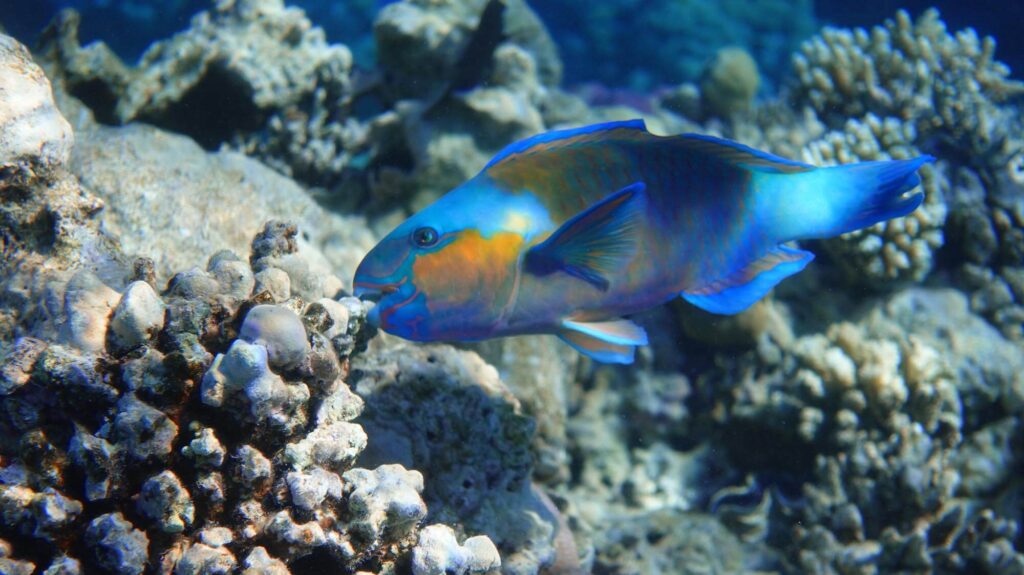 A Parrotfish, one of the most beautiful fish found in Kauai