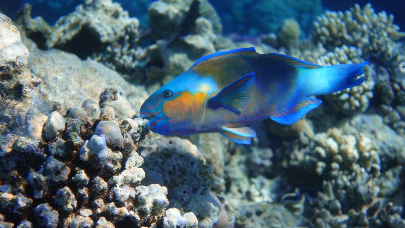 A Guide on the Fish that Call Kauai’s Waters Home
