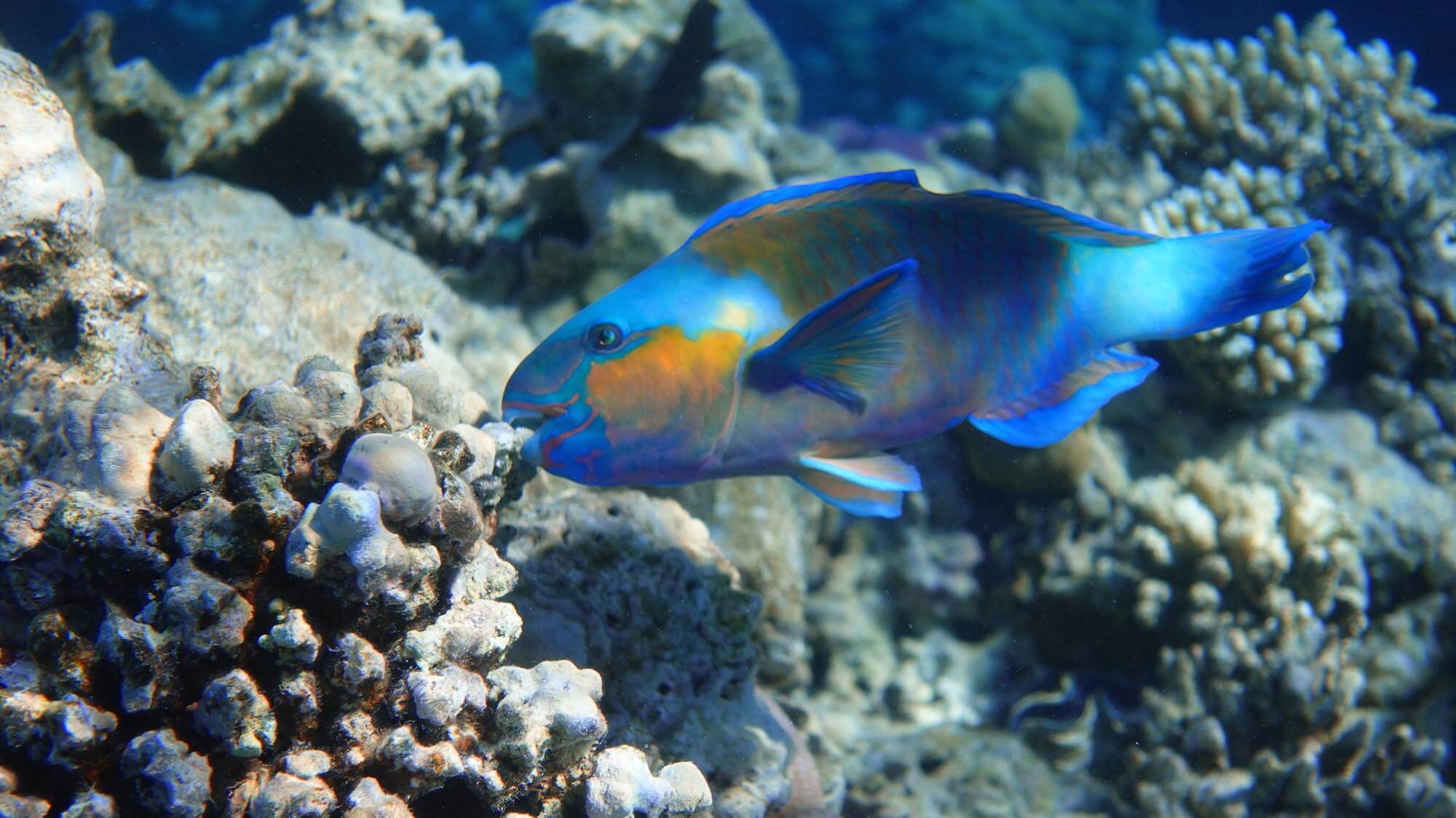 A Parrotfish, one of the most beautiful fish found in Kauai