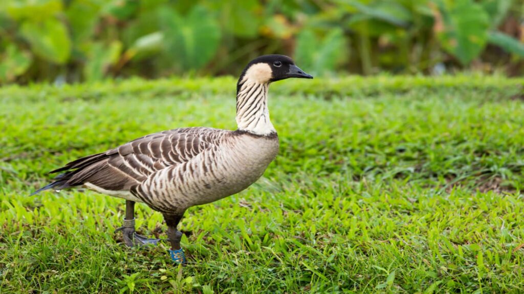The nene, Kauai's state bird, an example of wildlife on Kauai
