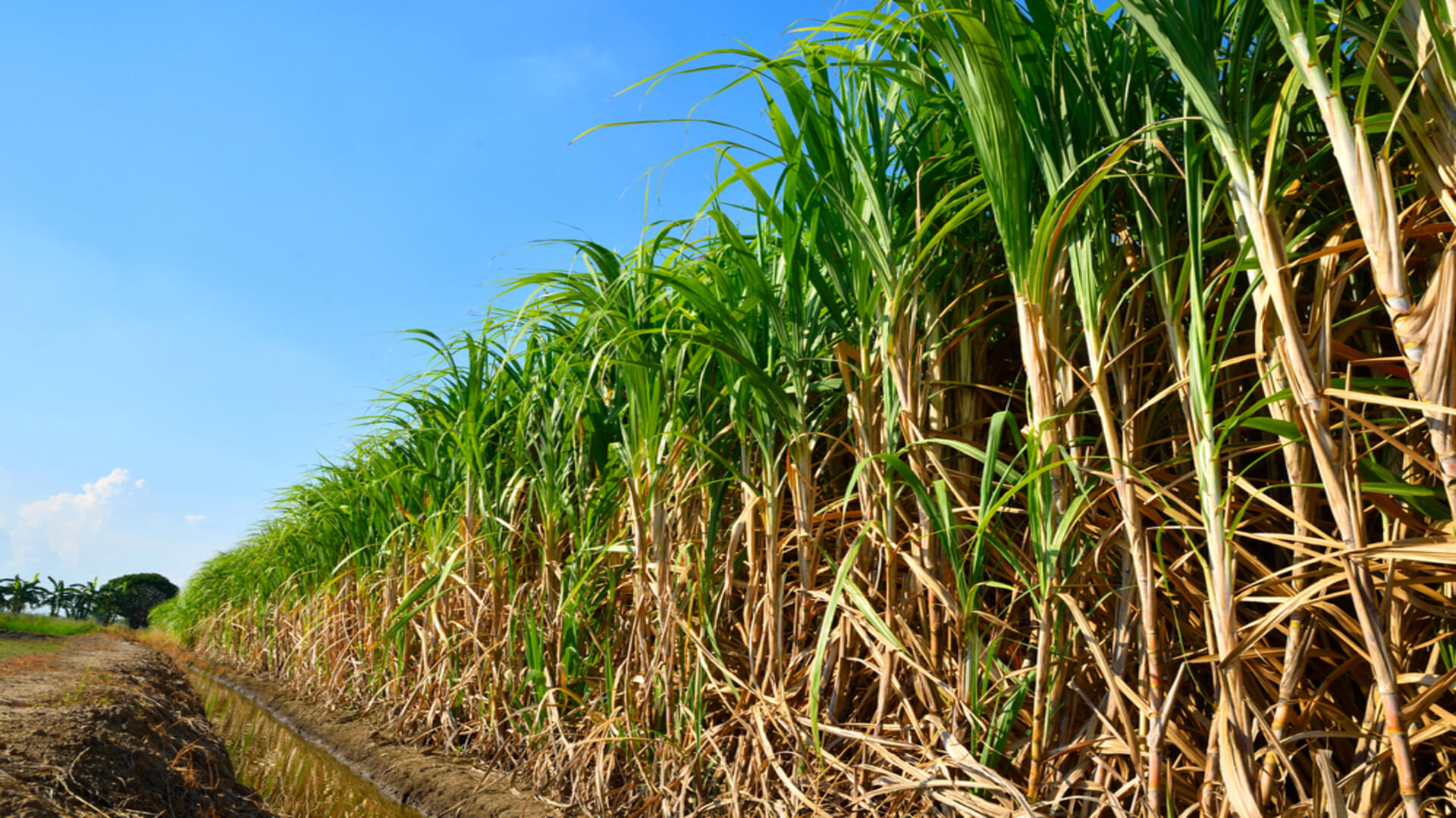 A sugarcane field at Grove Farm