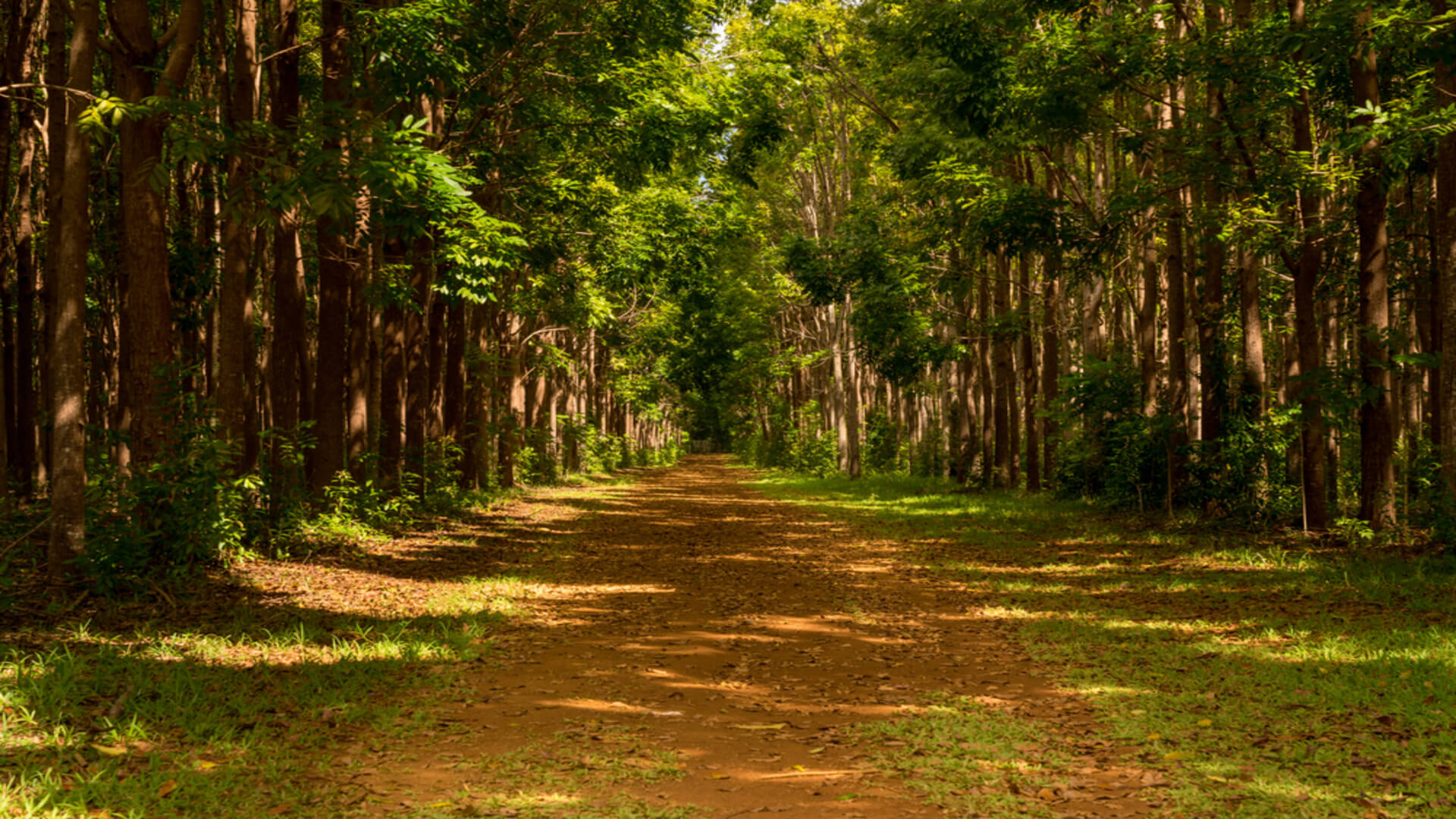 The path through the forest at Wai Koa Loop Trail