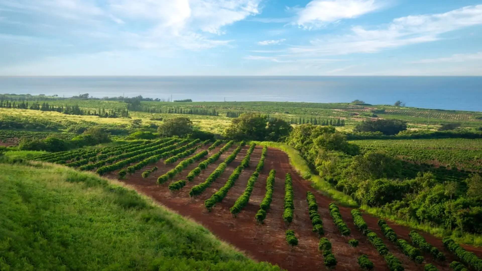 A coffee field near the ocean on Kauai
