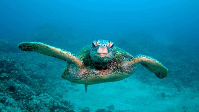 Face to face with a sea turtle while scuba diving in Kauai
