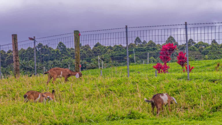 Goats out on the lawn at Kauai Kunana Dairy