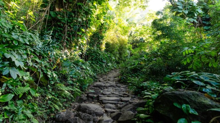 A path cutting through a green rain forest in Kauai