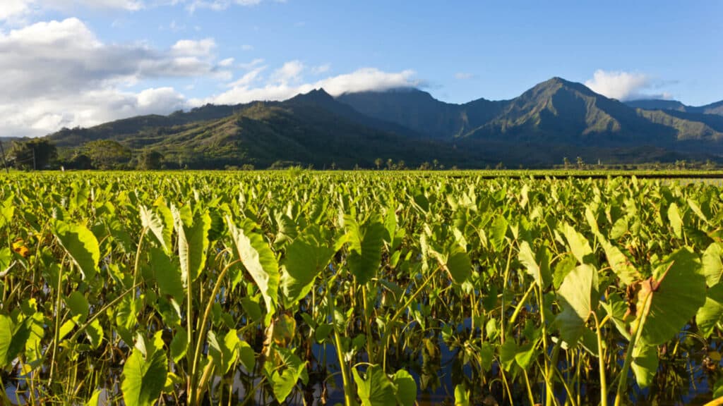 A taro farm, the perfect example of Old Hawaii