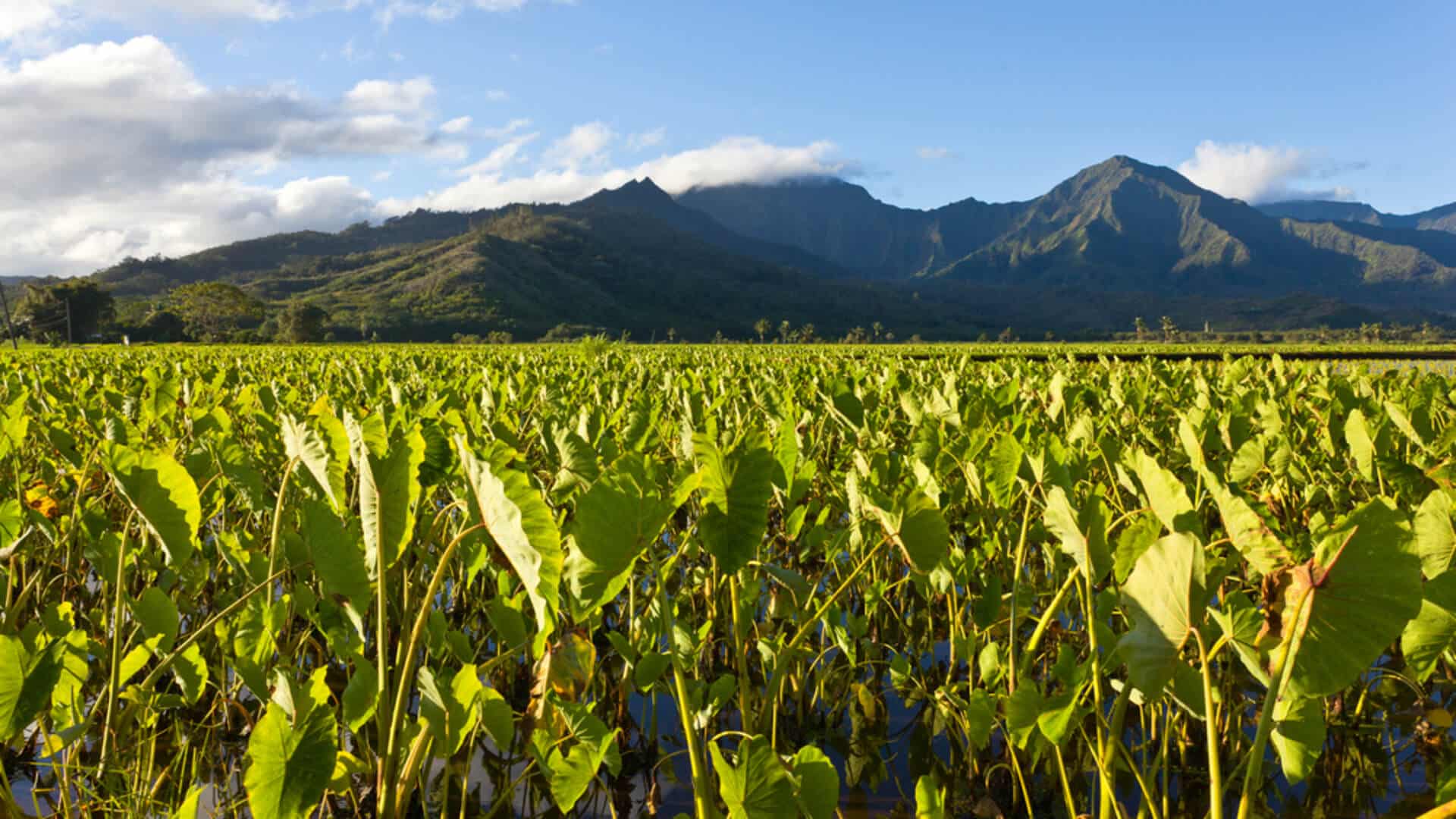 A taro farm, the perfect example of Old Hawaii