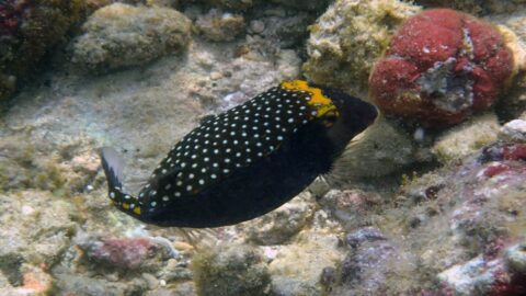 A black pufferfish swimming near a coral reef spotted while snorkeling in Poipu, Kauai