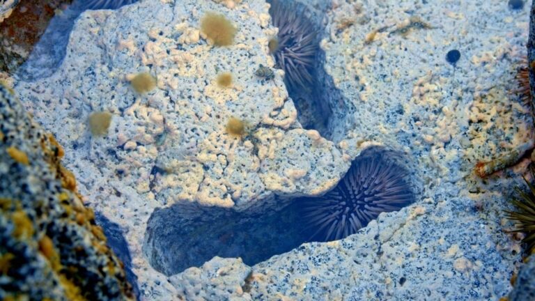 Sea urchins in a tidepool in Kauai