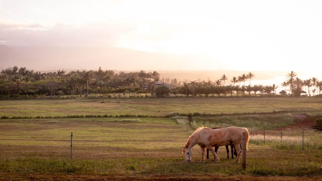 A horse grazing in a field, a great example of paniolo culture on Kauai