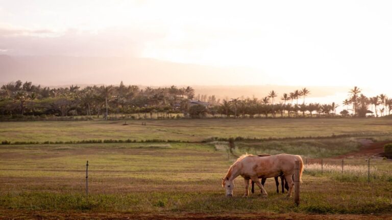 A horse grazing in a field, a great example of paniolo culture on Kauai